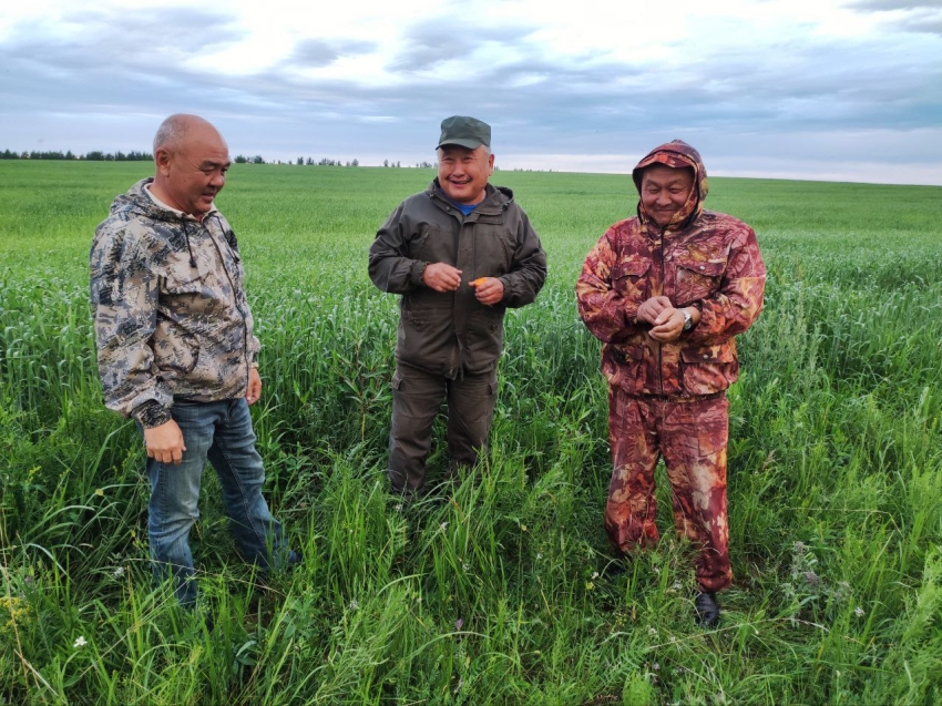 ​Жаргал Жапов: «На агинских полях ожидается хороший урожай зерновых культур»